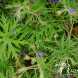 Geranium Nimbus