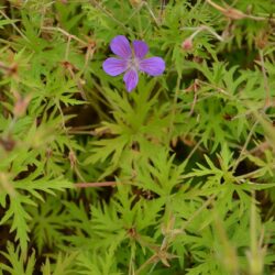 Geranium Nimbus