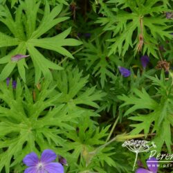 Geranium Nimbus
