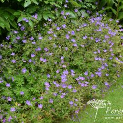 Geranium Nimbus