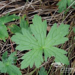 Geranium Patricia