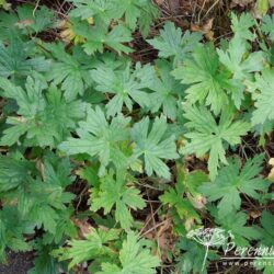 Geranium Patricia