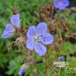 Geranium pratense Mrs Kendall Clark