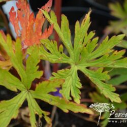 Geranium pratense Mrs Kendall Clark