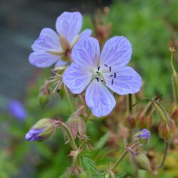 Geranium pratense Mrs Kendall Clark