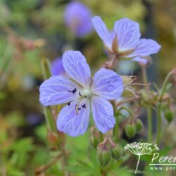 Geranium pratense Mrs Kendall Clark