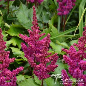 Astilbe chinensis var. taquetii Vision in Red