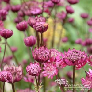 Astrantia Venice