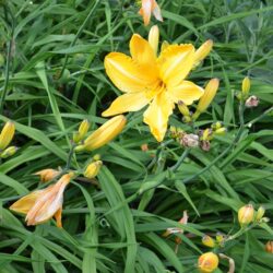 Hemerocallis Cartwheels