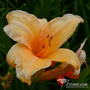 Hemerocallis White Coral
