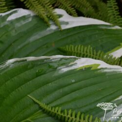 Hosta Antioch