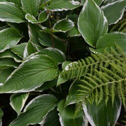 Hosta Antioch