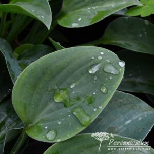 Hosta Blue Cadet