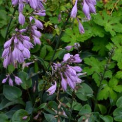 Hosta Blue Cadet