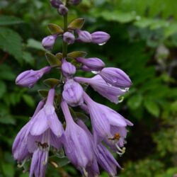 Hosta Blue Cadet
