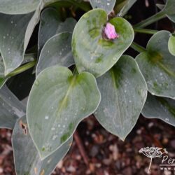 Hosta Blue Cadet