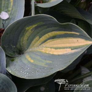 Hosta June