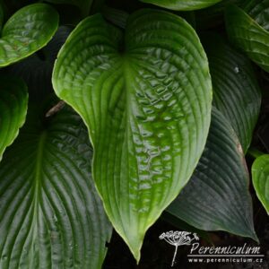 Hosta Mount Fuji