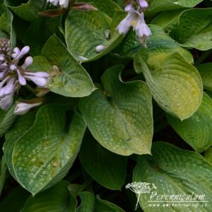 Hosta Super Bowl