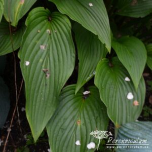 Hosta Tall Boy