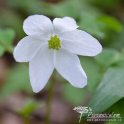 Anemone nemorosa