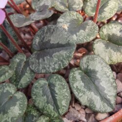 Cyclamen alpinum