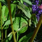 Echinacea Piccolino