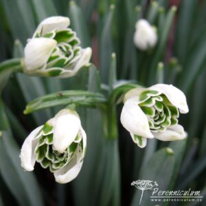 Galanthus nivalis Blewbury Tart