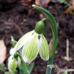 Galanthus nivalis Green Tear