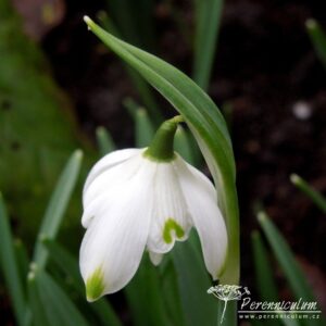 Galanthus nivalis Pussey Green Tips