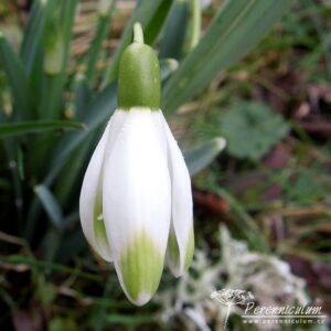 Galanthus nivalis Viridapice