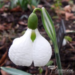 Galanthus plicatus