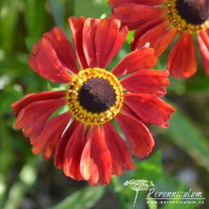 Helenium Kupferzwerg