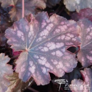 Heuchera Blackberry Jam