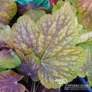 Heuchera Delta Dawn