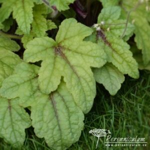 Heucherella Kimono