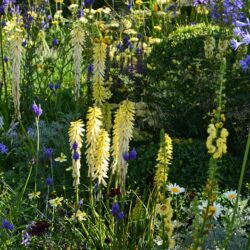 Kniphofia Brimstone