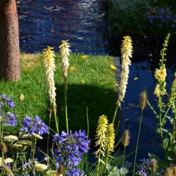 Kniphofia Brimstone