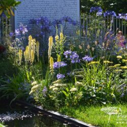 Kniphofia Brimstone
