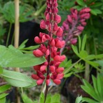 Lupinus Rote Flamme