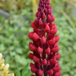 Lupinus The Page