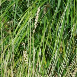 Melica ciliata