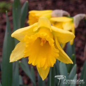 Narcissus Rijnveld's Early Sensation