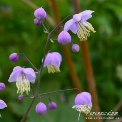 Thalictrum delavayi