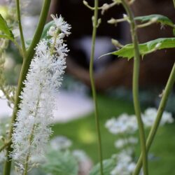 Cimicifuga racemosa