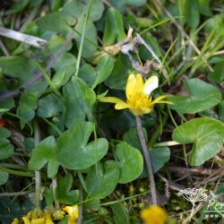 Ficaria verna