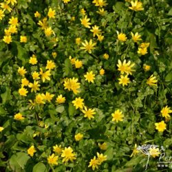 Ficaria verna