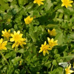 Ficaria verna