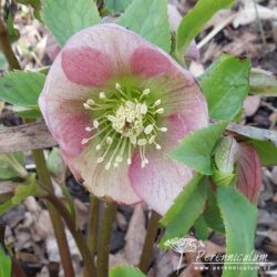 Helleborus × hybridus