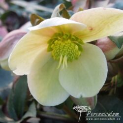 Helleborus × ericsmithii